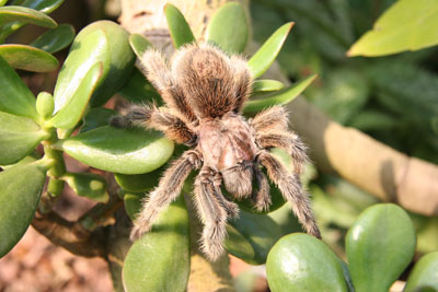 Tarantula